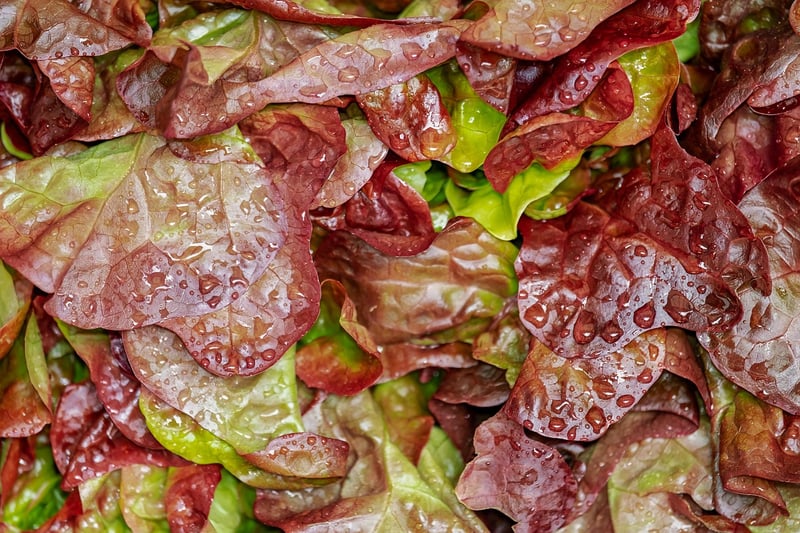 Fresh Salad Creations